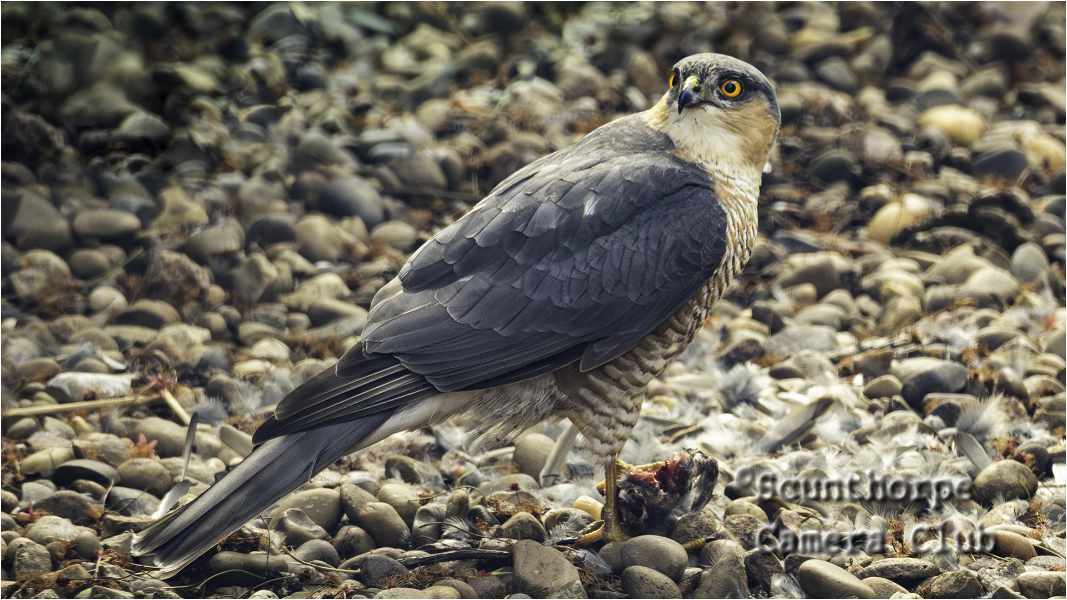 Sparrow Hawk